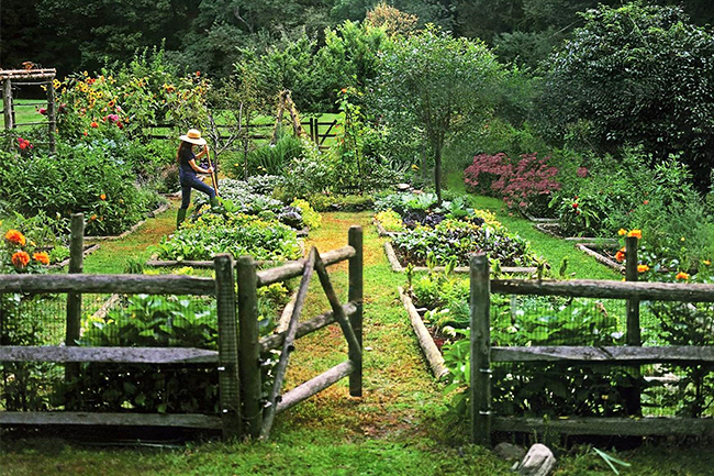 Digging Deeper: I Plant, Therefore, I Am—Stories from a Connecticut Kitchen Garden